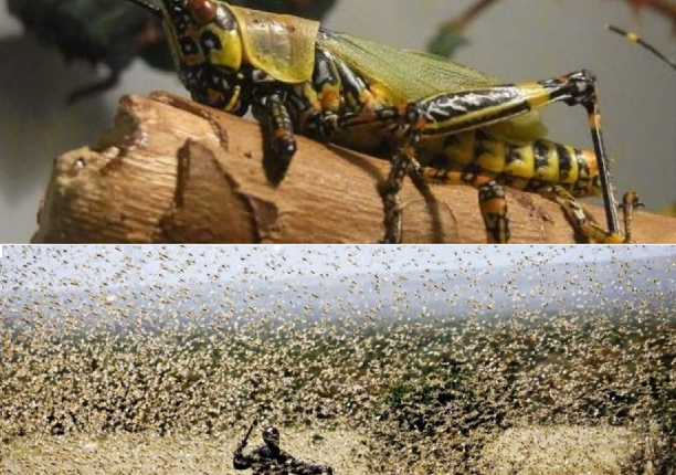 زحف الجراد الصحراوي يهدد محاصيل فم الجمعة بأزيلال